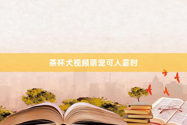   茶杯犬视频萌宠可人霎时
